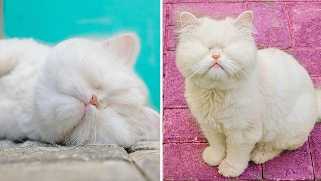 Gato persa ciego celebridad redes sociales
