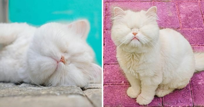 Gato persa ciego celebridad redes sociales