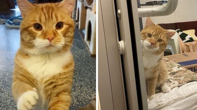 Gato saluda a visitantes del refugio en espera de un hogar