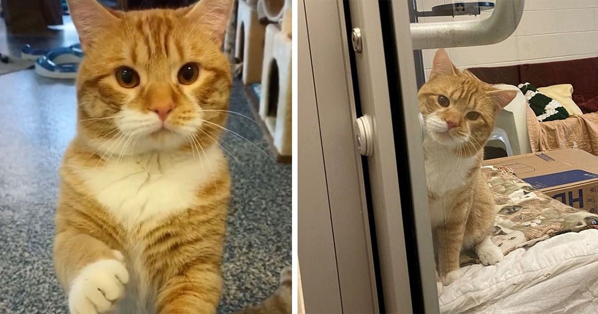 Gato saluda a visitantes del refugio en espera de un hogar