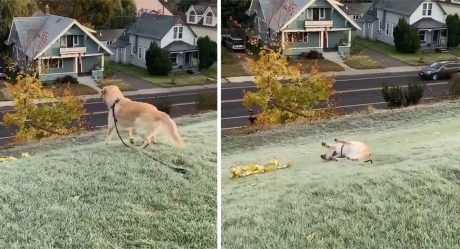 Golden retriever ama deslizarse por la montaña y su expresión no tiene precio