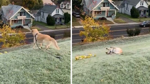 Golden retriever no puede dejar de deslizarse por la montaña