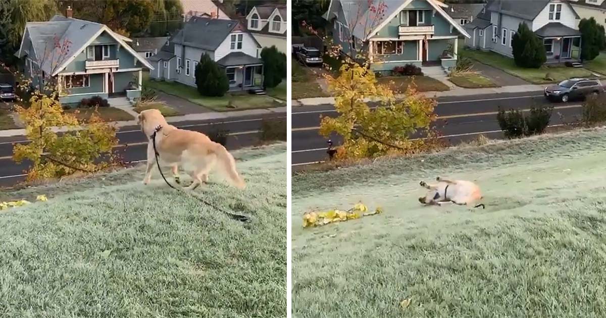 Golden retriever no puede dejar de deslizarse por la montaña