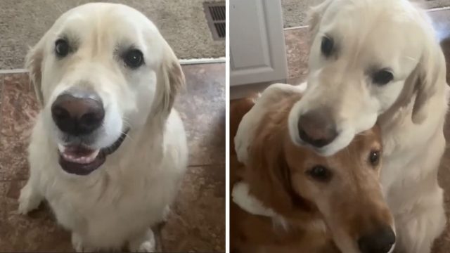 Golden retriever se disculpa por tomar la golosina de su hermanito