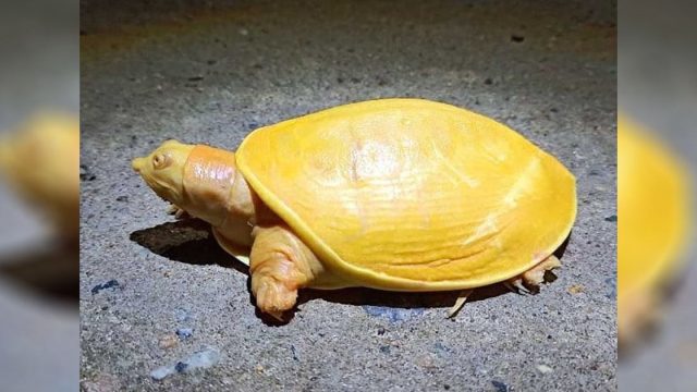 Grupo de personas rescatan una inusual tortuga amarilla