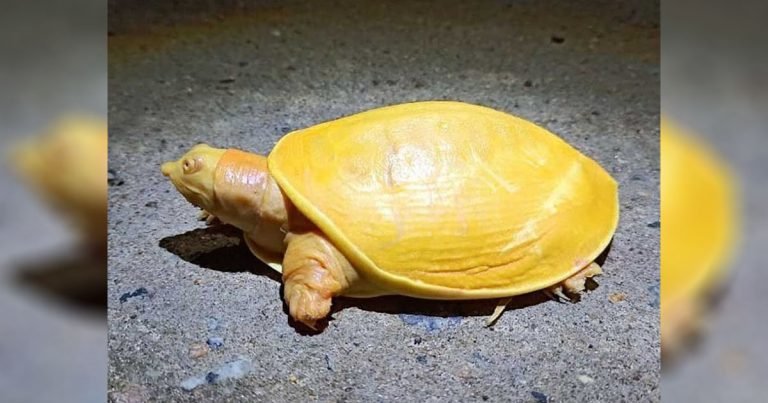 Grupo de personas rescatan una inusual tortuga amarilla