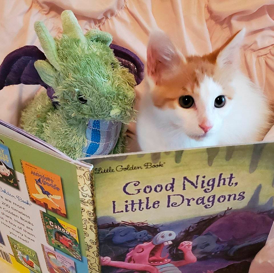 Gatito trae su dragón
