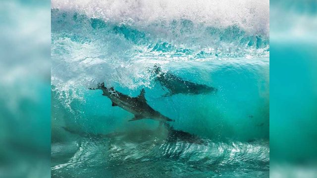 Hombre captura sorprendentes fotos de tiburones surfeando