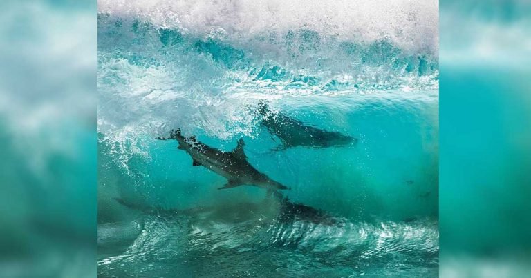 Hombre captura sorprendentes fotos de tiburones surfeando