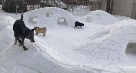 Hombre convierte su patio trasero en un paraíso invernal para sus perros