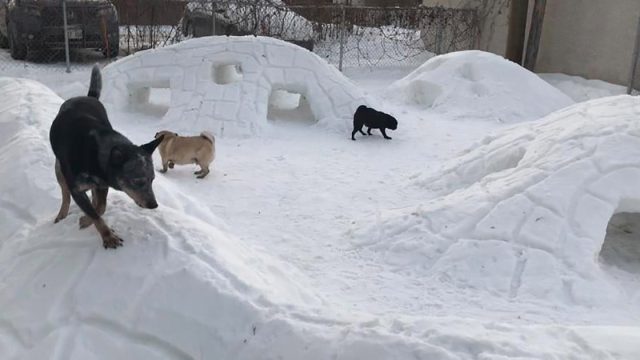 Hombre convierte patio en paraiso invernal para perros