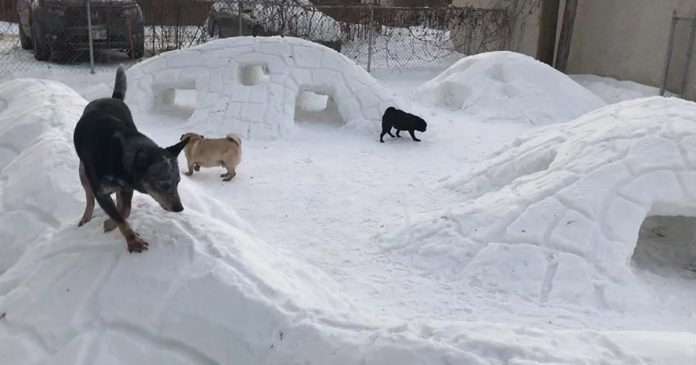 Hombre convierte patio en paraiso invernal para perros