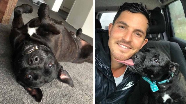 Hombre cuida a un perro y se enamora de él