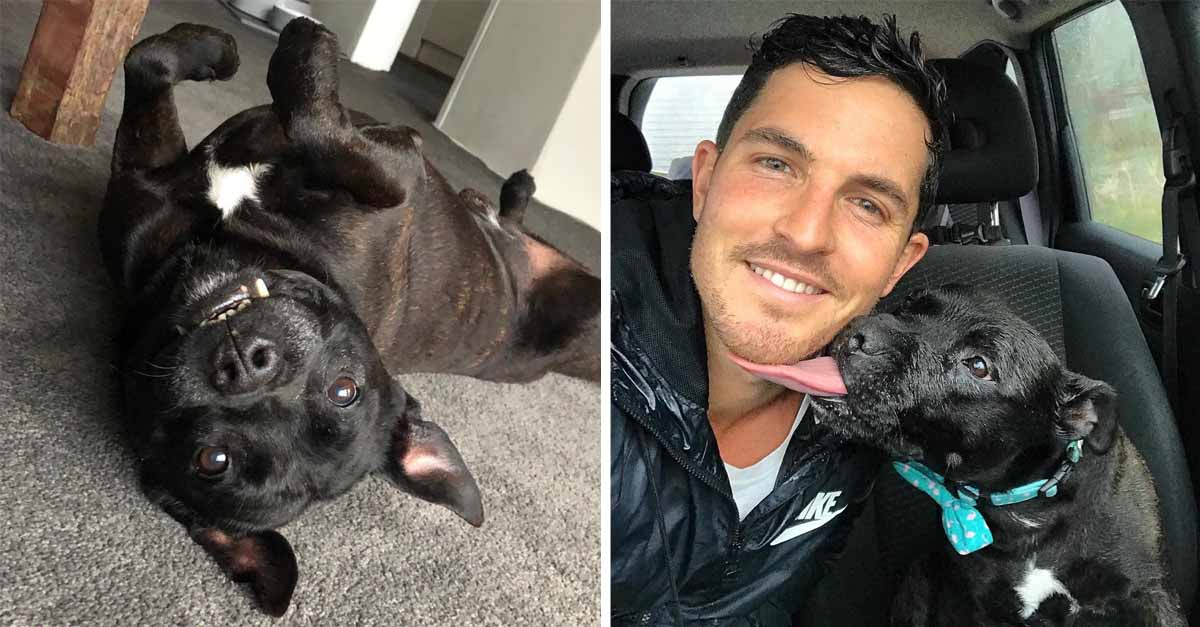 Hombre cuida a un perro y se enamora de él