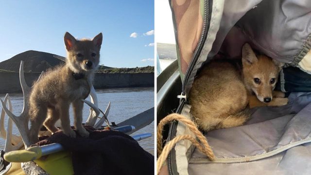 Hombre rescata pequeño coyote lleva en balsa