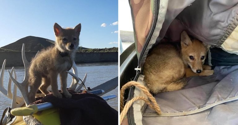 Hombre rescata pequeño coyote lleva en balsa