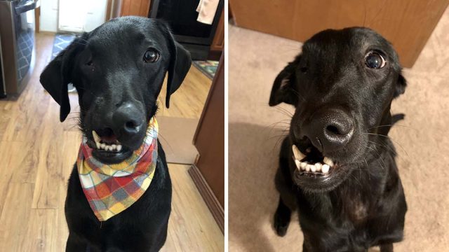 Labrador que nació con labio leporino y paladar hendido