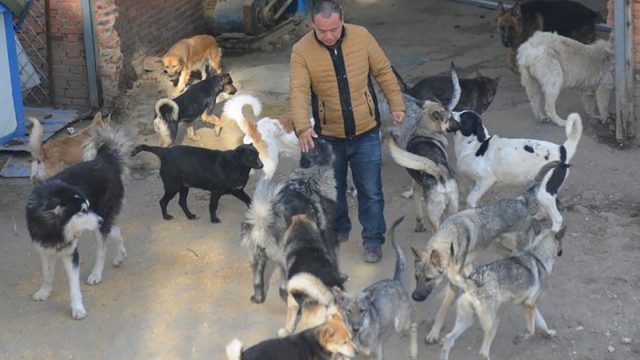 Millonario chino usa fortuna salvar perros