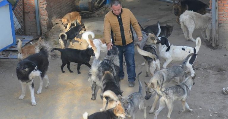 Millonario chino usa fortuna salvar perros