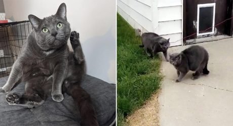 Mujer sale a buscar a su gato y lo encuentra con su ‘gemelo’