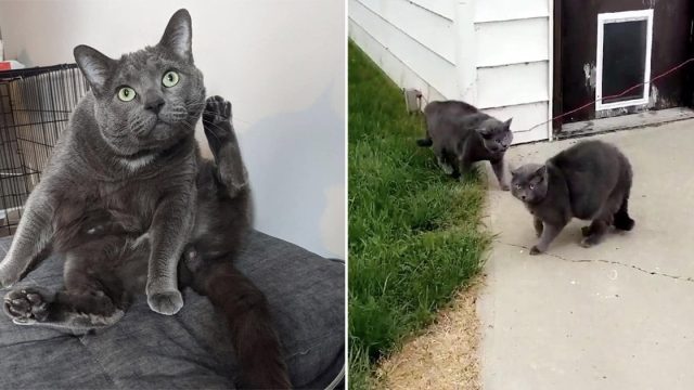 Mujer busca a su gato y lo encuentra con su gemelo