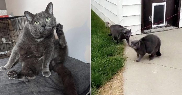 Mujer busca a su gato y lo encuentra con su gemelo