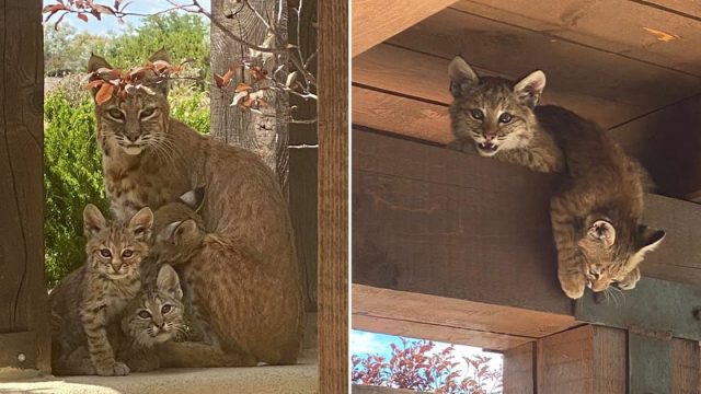 Mujer capta a familia de gatos monteses