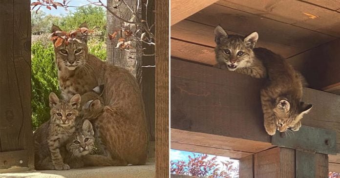 Mujer capta a familia de gatos monteses