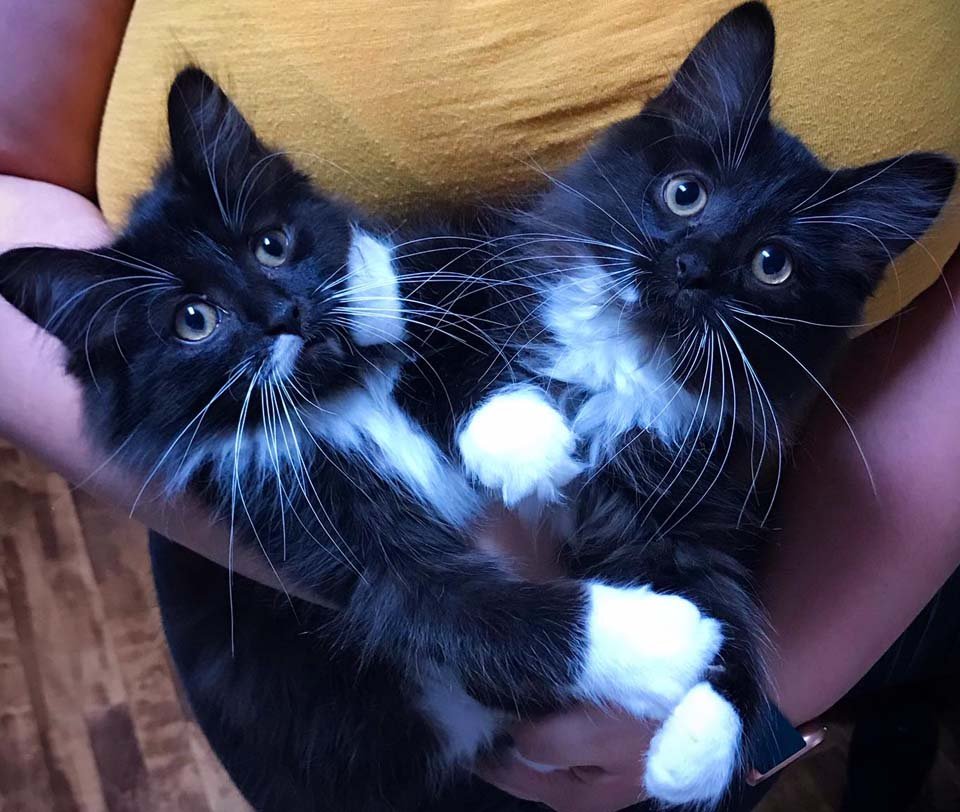 Mujer sostiene a gatitos gemelos