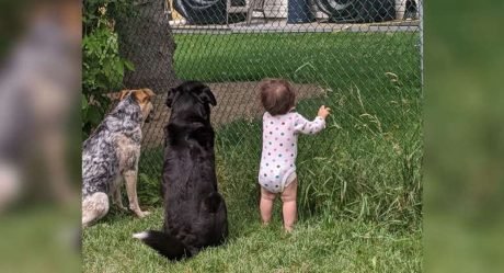Niña se une a sus perros todos los días para recibir un regalo del vecino