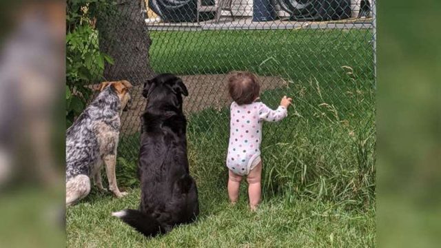 Niña se une a sus perros para recibir regalo del vecino