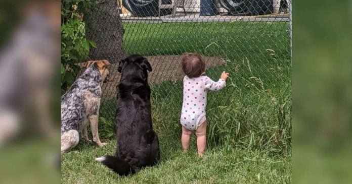 Niña se une a sus perros para recibir regalo del vecino