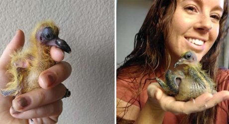 Palomita se encuentra con una mujer y decide que ahora es su mamá