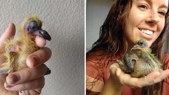 Palomita se encuentra una mujer y decide que es su mamá
