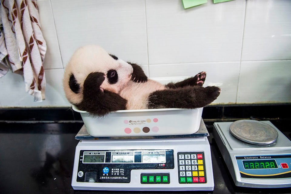 Panda en la pesa