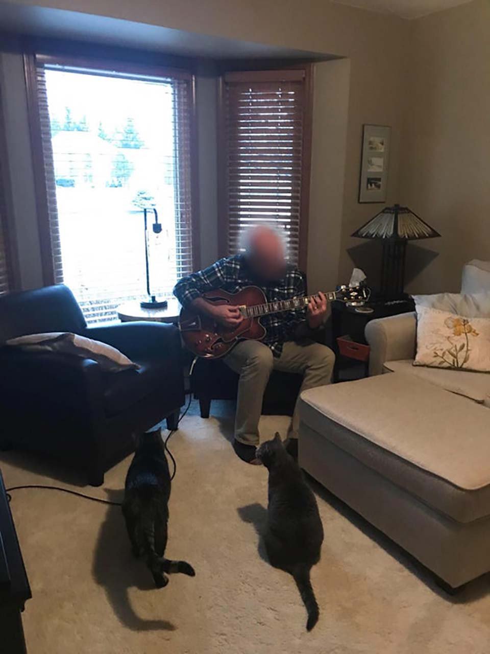Papá toca guitarra sus gatos