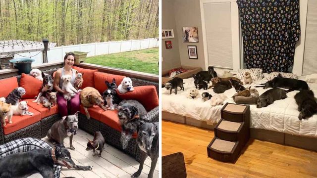 Pareja gasta muchos dólares para mejorar la vida de sus perros