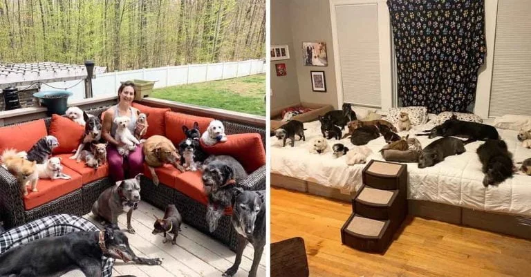 Pareja gasta muchos dólares para mejorar la vida de sus perros