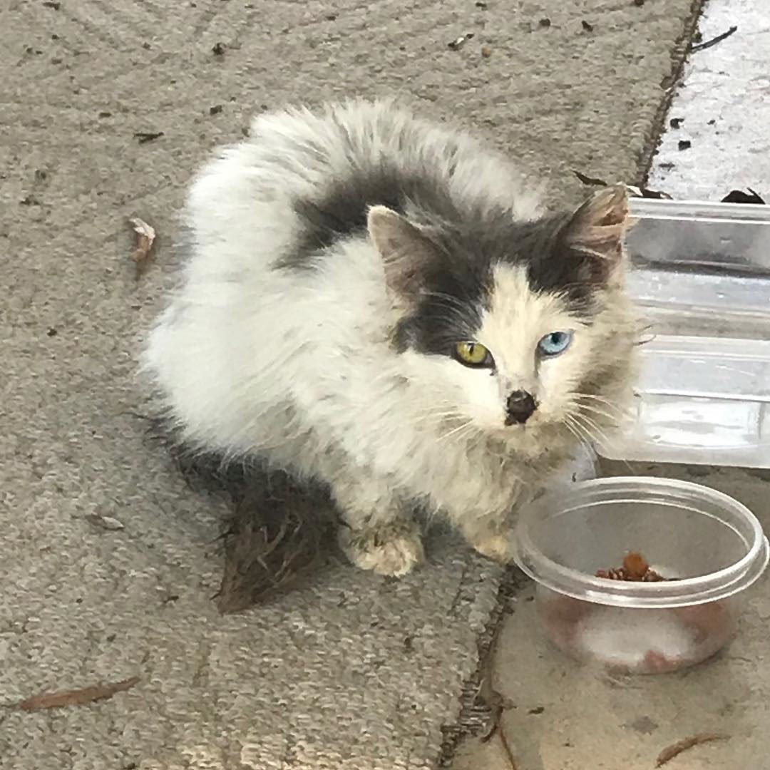 Pareja rescata gatita sin hogar