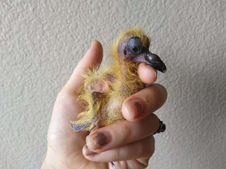 Pequeña paloma