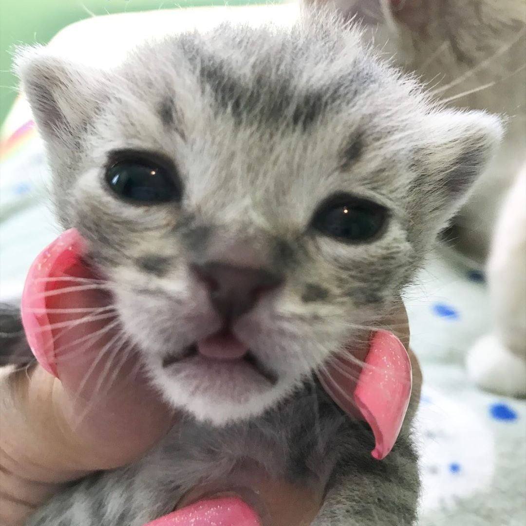 Pequeño Sunny prosperando