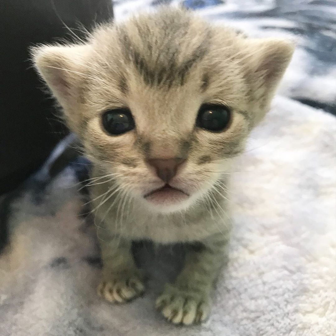 Pequeño Sunny