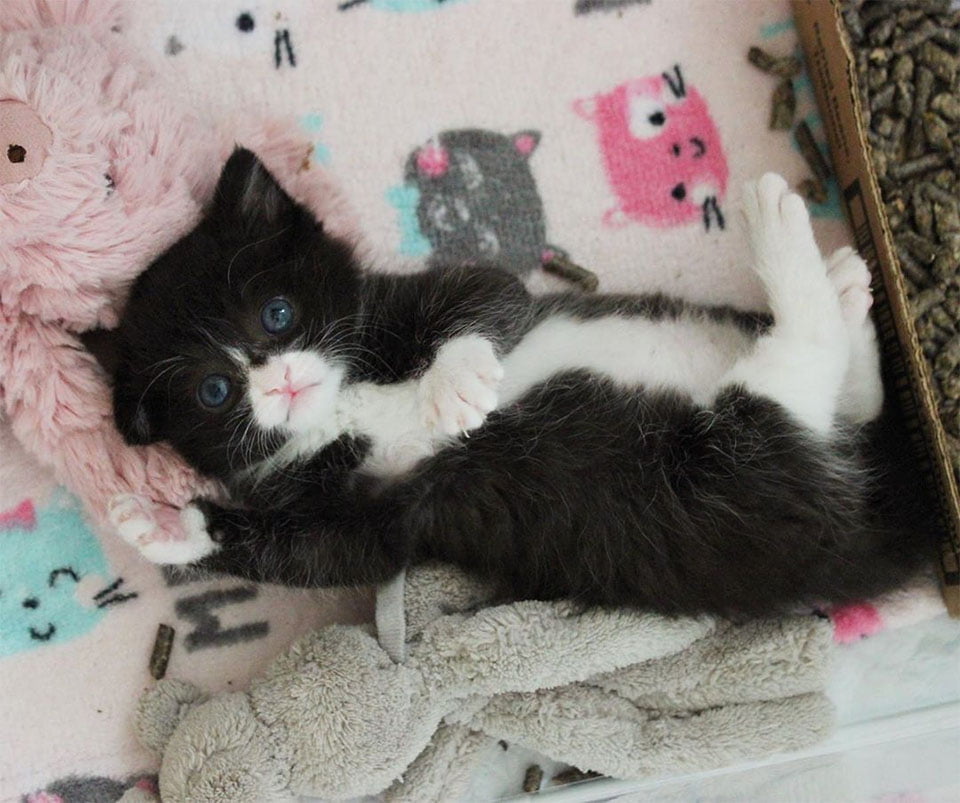 Pequeño rescatado
