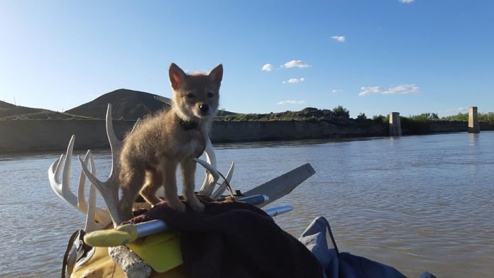 Hombre rescata a un pequeño coyote y lo lleva en balsa por 10 días