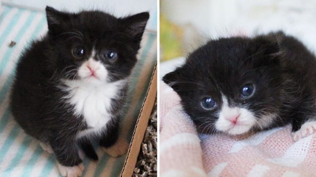 Pequeño gato rescatado encuentra ayuda mejor amigo