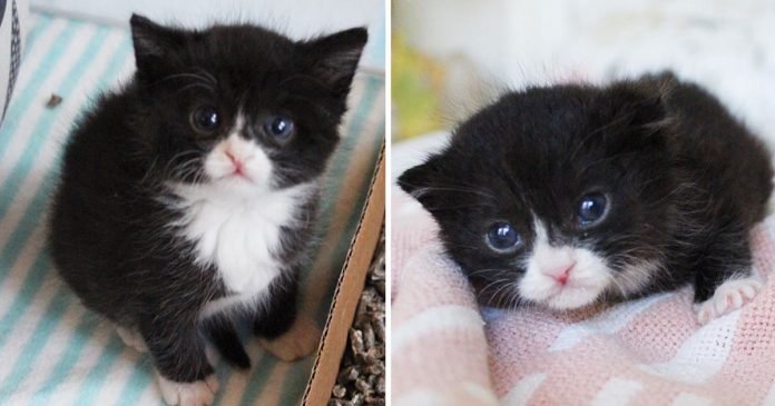 Pequeño gato rescatado encuentra ayuda mejor amigo