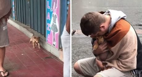 Perrita sin hogar menea la cola a todo el que pasa con la esperanza de ser rescatada