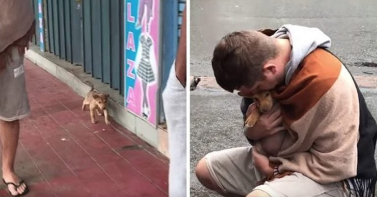 Perrita sin hogar menea la cola a todo el que pasa con la esperanza de ser rescatada