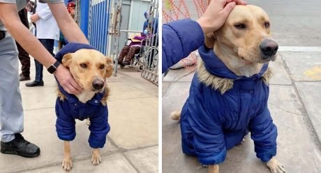 La verdadera historia del perro que esperó a su dueño internado en un hospital en Perú