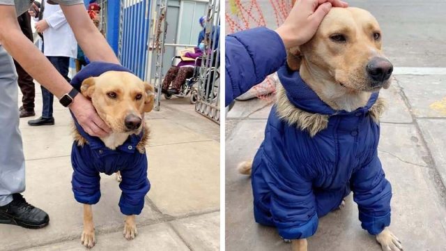 Perrito esperó 3 días a su dueño internado en un hospital
